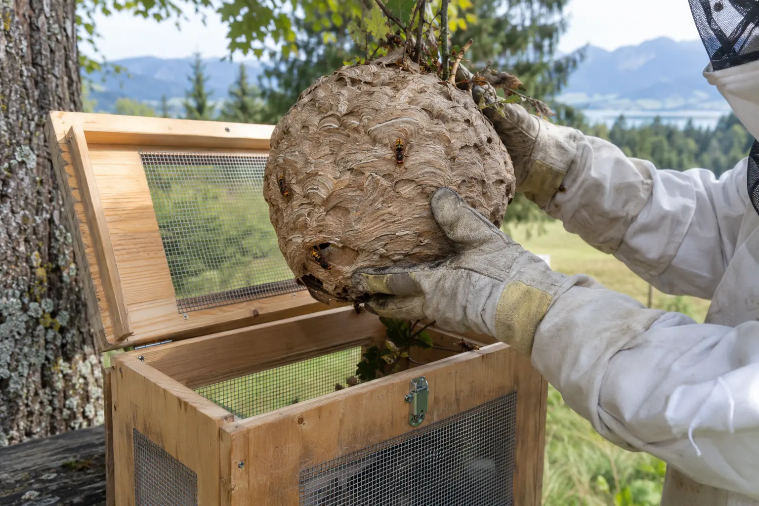 Fachgerechtes Überführen eines Hornissennestes in einen Umsiedlungskasten
